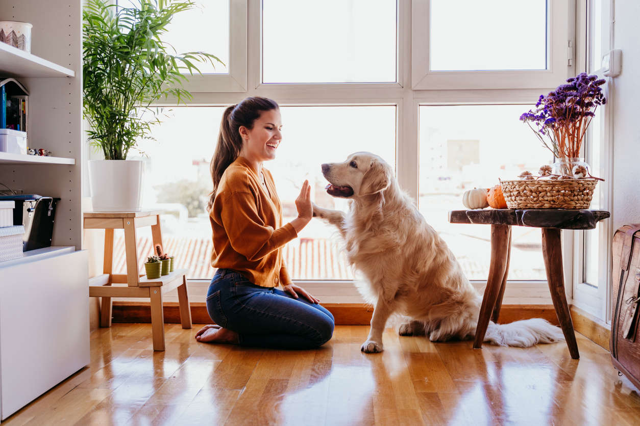 Cambridge Veterinarians with Socially Distant Services