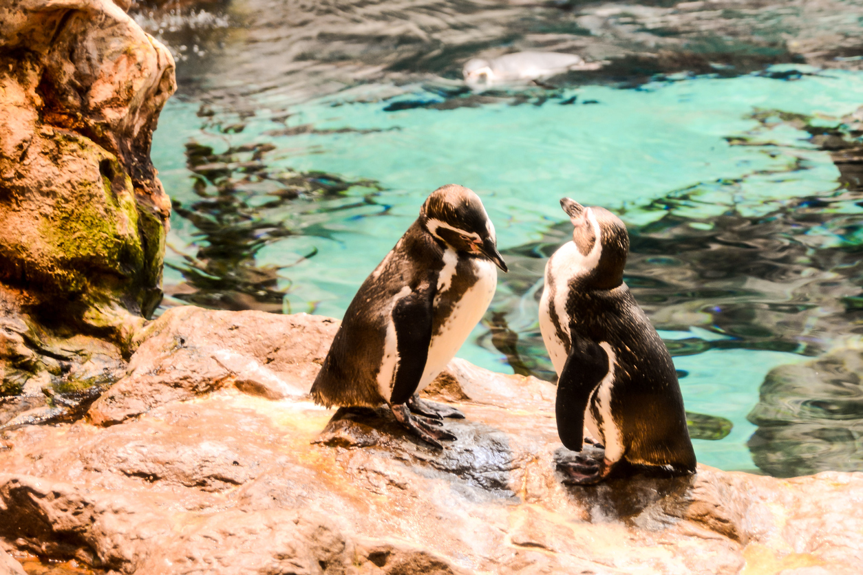 Spend a Fun-Filled Day at the New England Aquarium