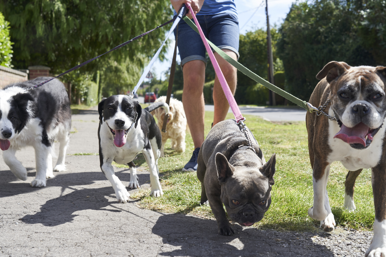 Cambridge Dog Walkers Help Keep Your Pets Active