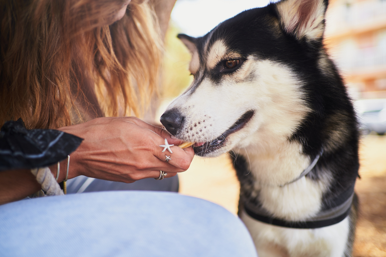 Buy Your Pup Treats from a Dog Bakery in Cambridge